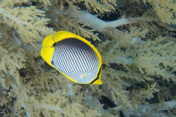 Blackback butterflyfish