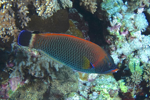 Chiseltooth wrasse