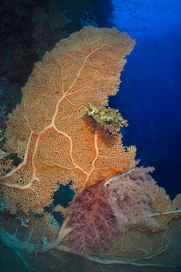 Giant sea fan