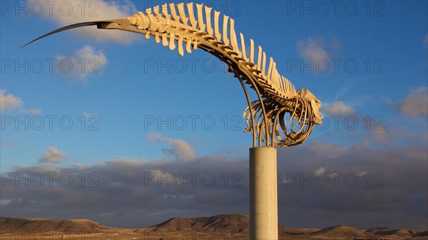 Whale skeleton