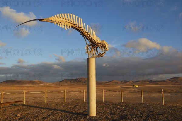 Whale skeleton