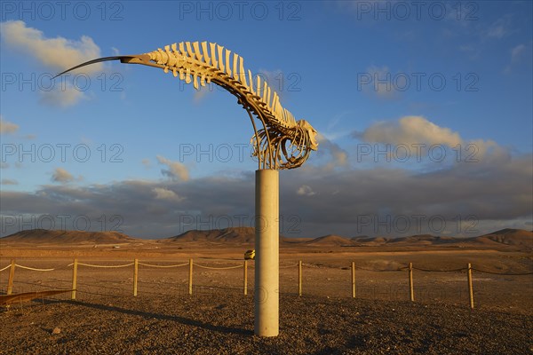 Whale skeleton