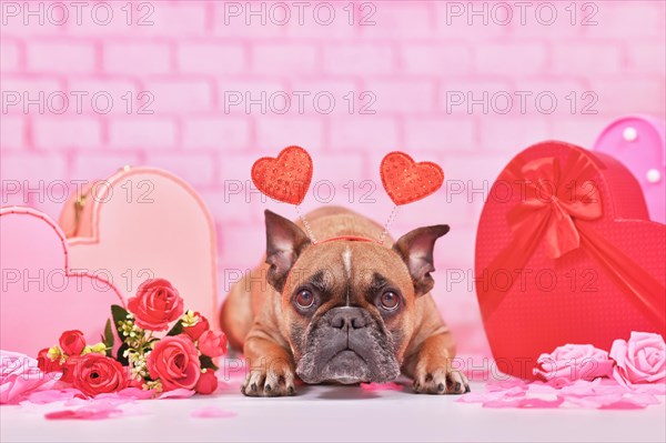 Cute Valentines day dog