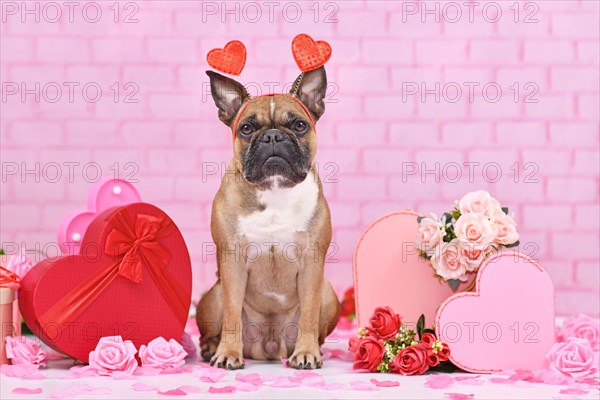 Valentine's day dog