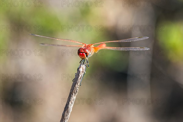 Red Veined Darter