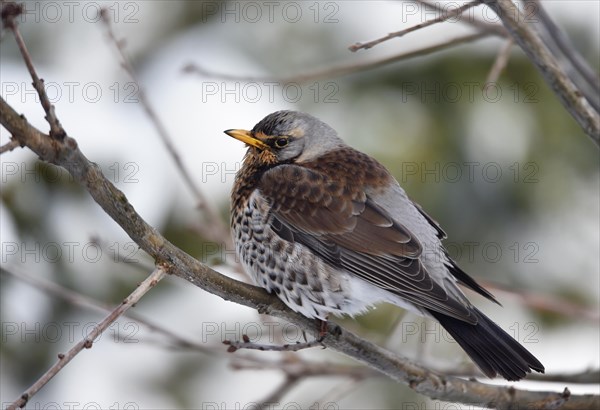 Fieldfare