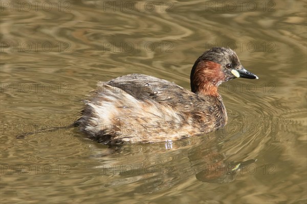 Little Grebe with Mirror Image Swimming in Water Right Sighting