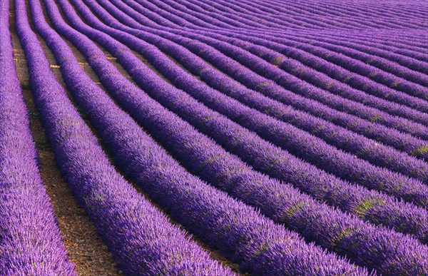 Lavender field on the Palteau de Valensole