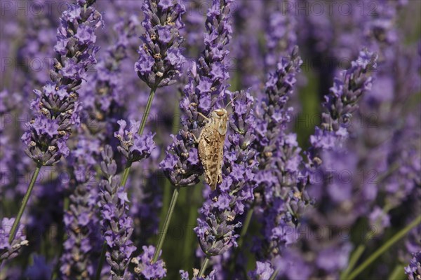 Cicada in a lavender field