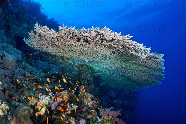 Pharaohs coniferous coral