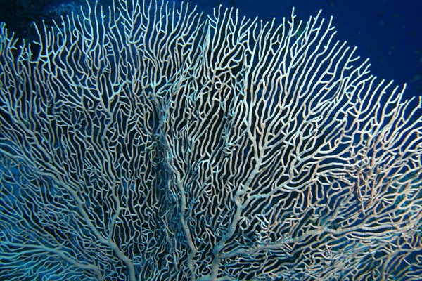 Close-up of giant sea fan