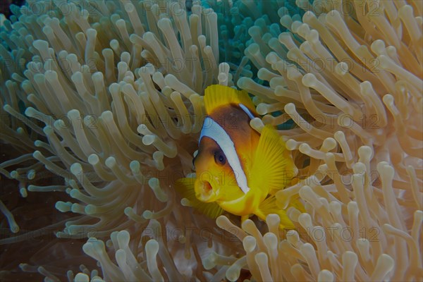 A red sea clownfish