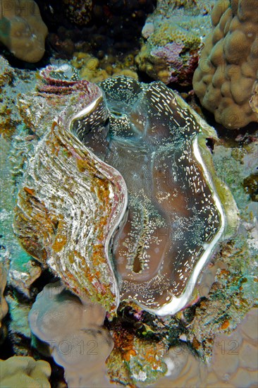 Maxima clam