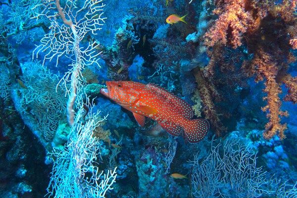 Jewel grouper