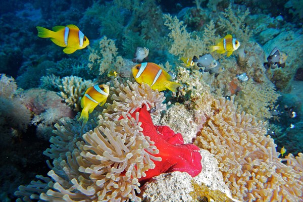 Several red sea clownfishes