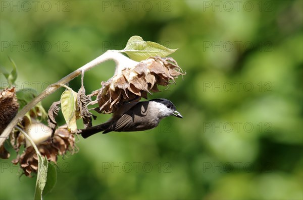 Marsh Tit