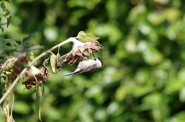 Marsh Tit