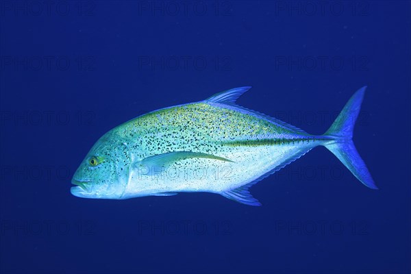 Bluefin trevally