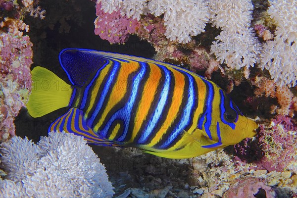 Royal angelfish