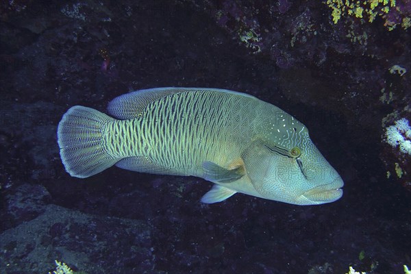 Humphead wrasse