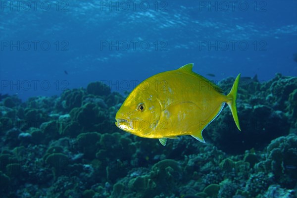 Orange-spotted trevally