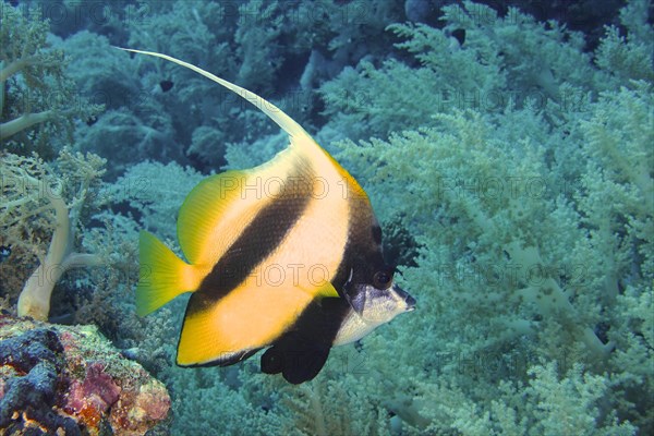 Red sea bannerfish