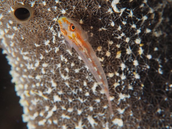 Mozambique toothy goby