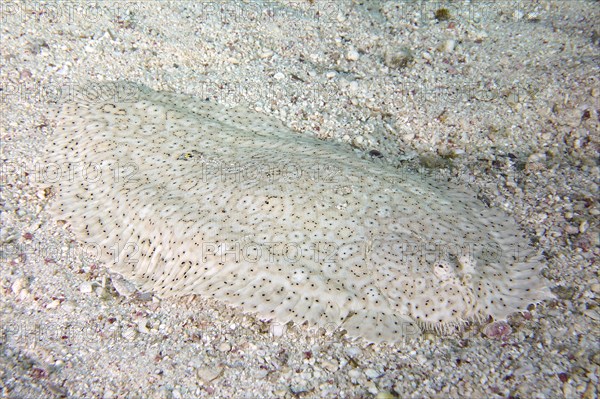 Finless sole