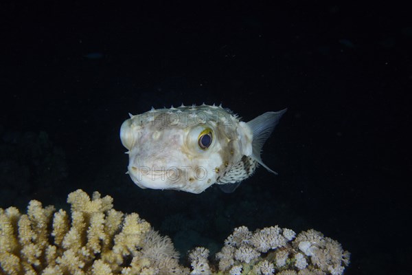 Spotbase burrfish