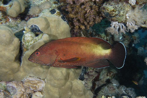 Yellowfin hind