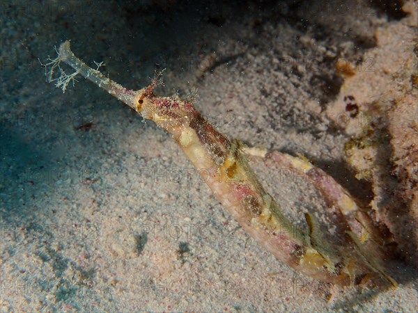 Ornate pipefish