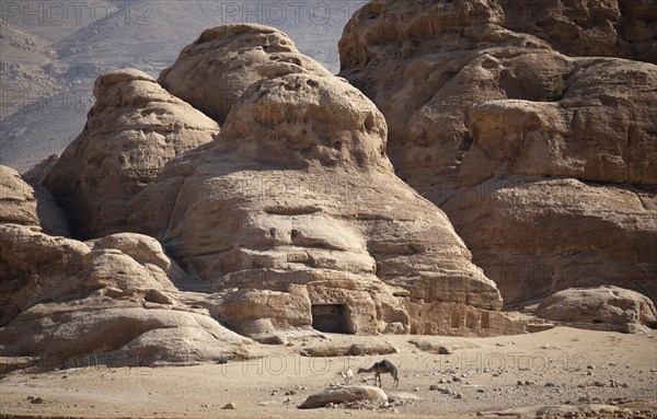 Camels against the rocky backdrop of Little Petra