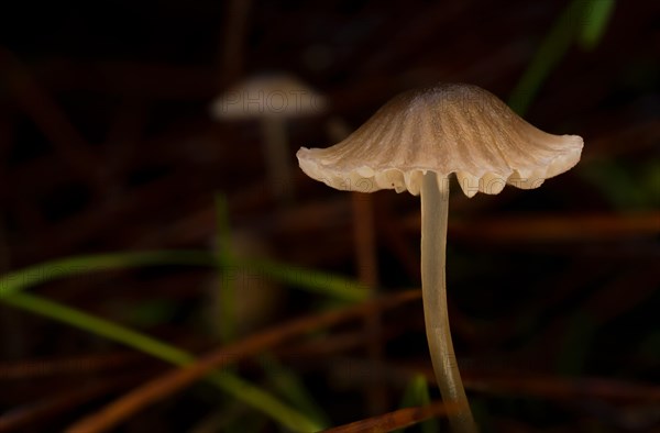 Macro close-up of a brown mushroom