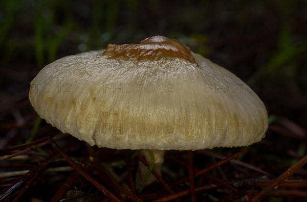 Close-up macro shot of a brown mushroom