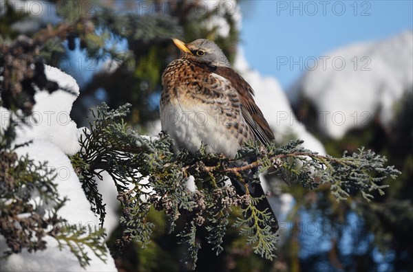 Fieldfare