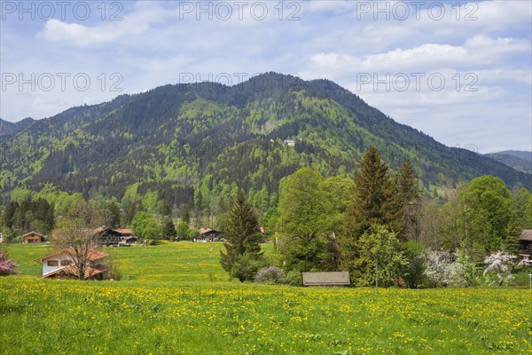 Flower meadow with houses in spring