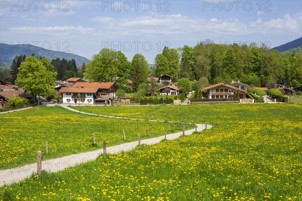 Flower meadow with path and houses in spring