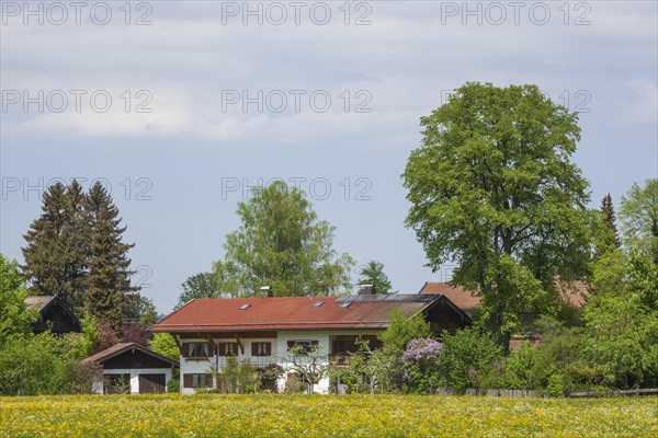 Flower meadow with houses in spring