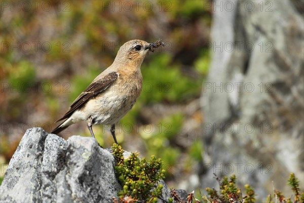 Northern wheatear