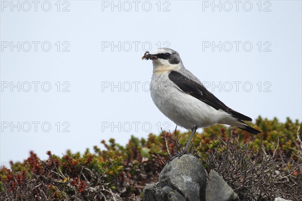 Northern wheatear