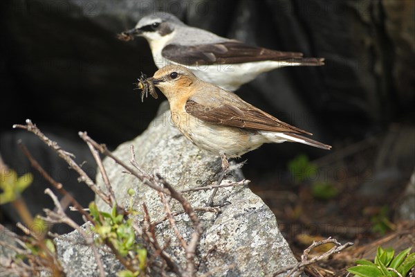 Northern wheatear