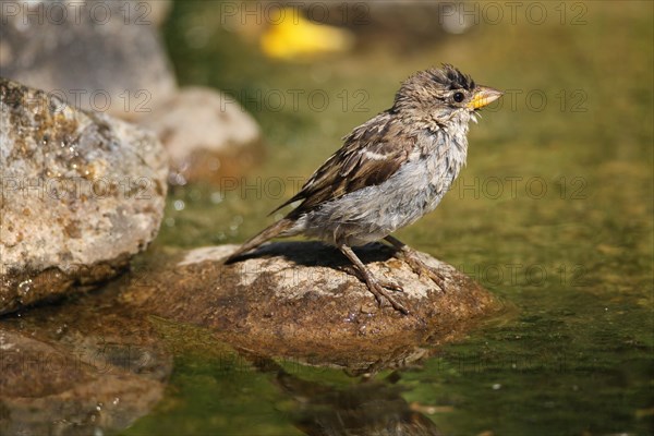 House sparrow