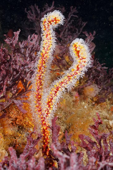 Warty gorgonian