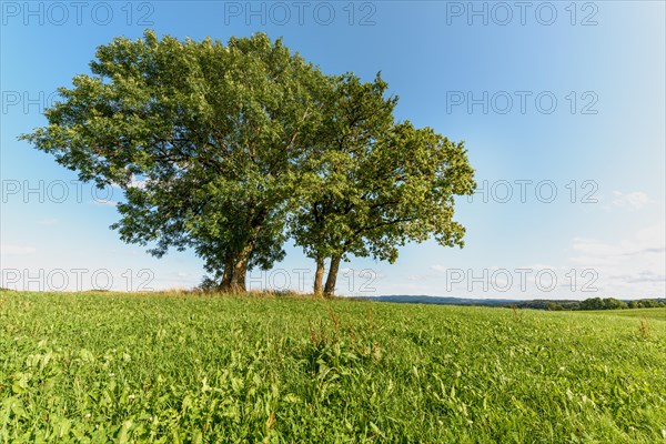 Group of trees in a meadow in clear