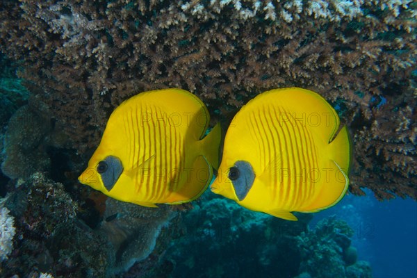 A pair of bluecheek butterflyfish