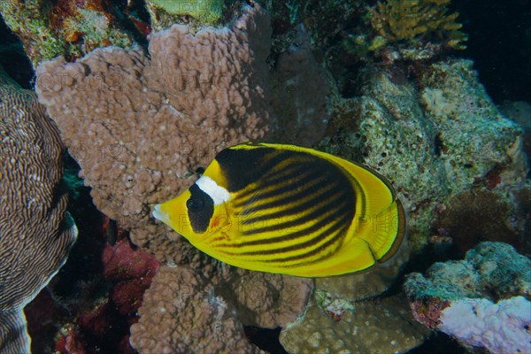 Diagonal butterflyfish