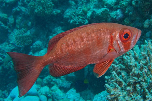 Common bigeye