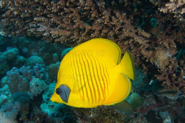 Bluecheek butterflyfish