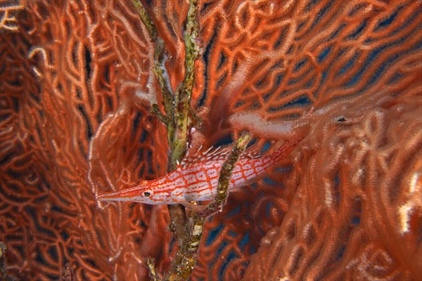 Longnose hawkfish