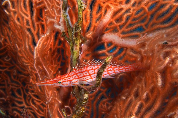 Longnose hawkfish